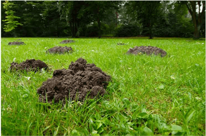Molehills in lawn