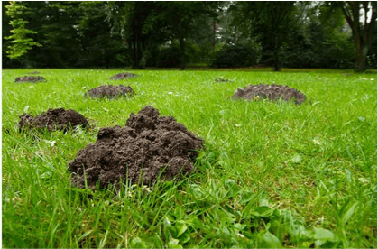 molehills in lawn Molehills in lawn