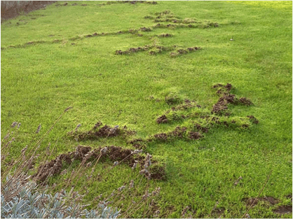 Ground veins from moles in lawn Ground veins from moles in lawn