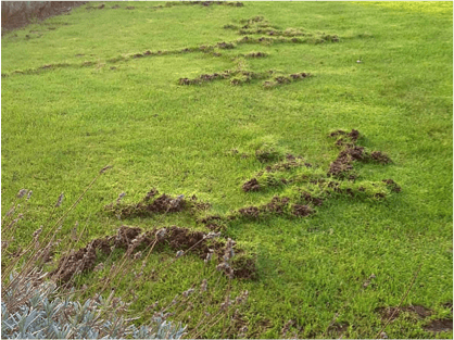 Ground veins from moles in lawn